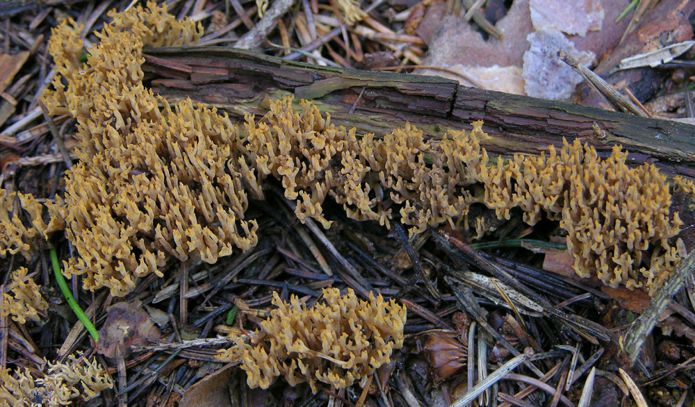 Se vi piacciono i funghi....